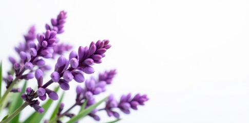 Intricate purple Erica flowers against pure white backdrop , Erica, white background
