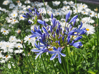 Agapanthus praecox, blue lily blossoms in the background of white daisy-like flowers Leucanthemum Maximum. African lily or Lily of the Nile is beautiful, popular garden plant in Amaryllidaceae family.