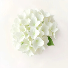 Dreamy White Hydrangea Floral Painting in Soft Pastel Tones, Elegant Rustic Vase Art, Delicate Watercolor Botanical Print, Serene Vintage Flowers