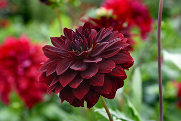 Red Arabian Night Dahlia blossom in the garden
