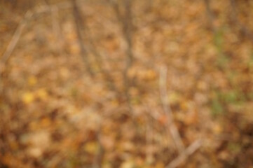 Abstract colored blurred background. Autumn leaves in the grove.