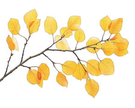 Aspen Tree Branch with Golden Autumn Leaves and Thin Delicate Foliage  on transparent background