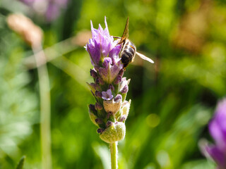 Le Jardin Secret, bee on lavender - Marrakesh - Morocco - Horizontal
