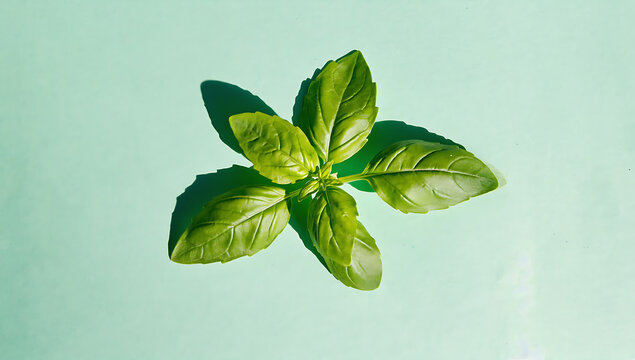 Fresh basil leaves on turquoise