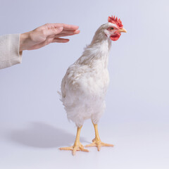 A white chicken standing on a clean white background, with a human hand reaching towards it.