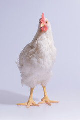A front-facing white chicken standing on a white background, staring directly at the camera.