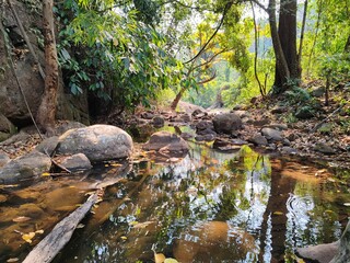 turtle in the forest