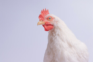 A white chicken looking directly at the camera with a soft background.