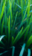 Graceful Spider Suspended on A Web Amongst Vibrant Green Grass Blades