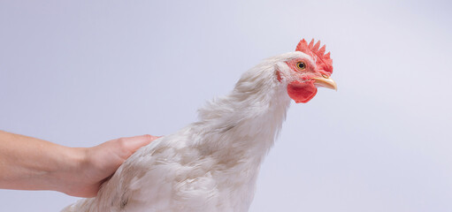 A white chicken perched on a branch, being gently held by a human hand.