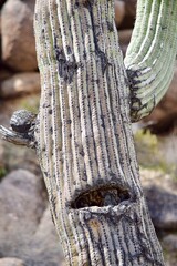 cactus face Arizona desert image