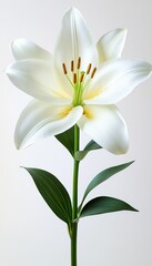Fototapeta premium Elegant White Lily Isolated Bloom on Bright Background, Perfect for Copy Space or Design Element.