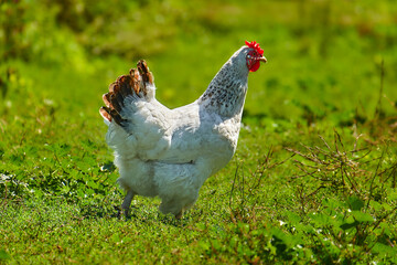 White hen with brown tail feathers stands in a green field, illuminated by sunlight. A close-up captures its vibrant red comb and natural beauty, symbolizing farming and rural life