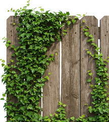 Lush Green Ivy Climbing Rustic Wooden Fence Nature Background Texture