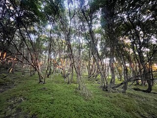 early morning sunlight streaming through a forest of trees on a mountainside