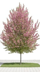 Obraz premium Flowering tree on patio, white background, nature, botany