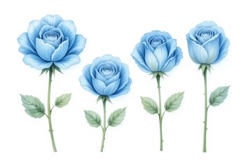 set of blue roses in a white background