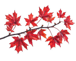 Maple Tree Branch with Vibrant Red Autumn Leaves  on transparent background