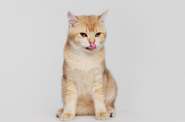 Obraz premium Funny Scottish Fold cat with beautiful big eyes. Lovely fluffy kitten climbs out of hole in gray background. Free space for text.