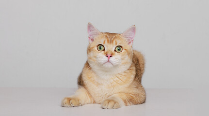 Funny Scottish Fold cat with beautiful big eyes in gray background. Free space for text.
