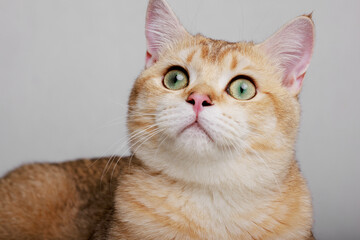 Funny Scottish Fold cat with beautiful big eyes. Lovely fluffy kitten climbs out of hole in gray background. Free space for text.