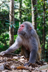 Full-length photograph of an adult rhesus macaque (Macaca mulatta, colloquially rhesus monkey) in Hong Kong, China