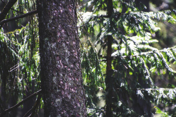 Tree Stem Compositions