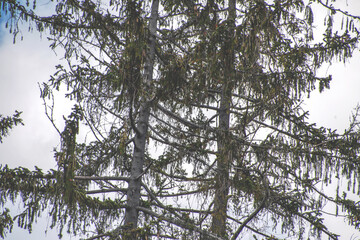 Tree Stem Compositions