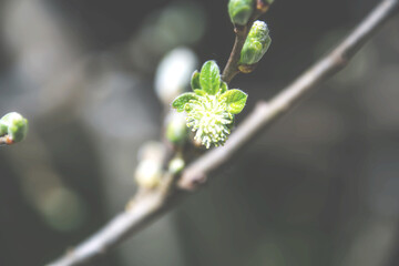 Blooms and Leaves