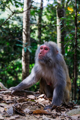 Fototapeta premium Full-length photograph of an adult rhesus macaque (Macaca mulatta, colloquially rhesus monkey) in Hong Kong, China