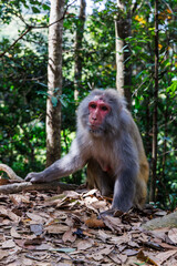 Naklejka premium Full-length photograph of an adult rhesus macaque (Macaca mulatta, colloquially rhesus monkey) in Hong Kong, China