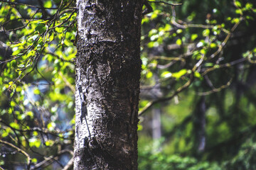 Tree Stem Compositions
