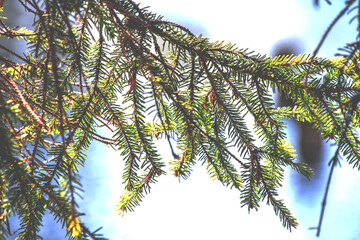 Tree Stem Compositions