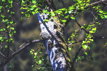 Tree Stem Compositions