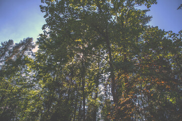 Tree Stem Compositions