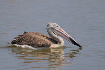 Spot-billed Pelican is swimming in a swamp looking for fish to eat.
