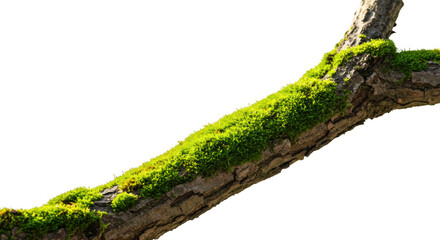 Obraz premium Lush green moss growing on a tree branch isolated transparent background perfect for nature designs