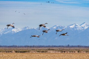 Migrating Greater Sandhill Cranes in Monte Vista, Colorado