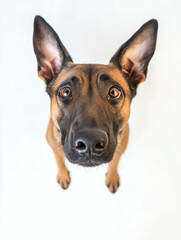 Adorable Maltese Puppy Portrait: Playful and Obedient Canine on White Background