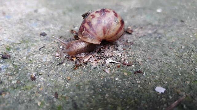 African giant snail is eating rotting insect debris on cement floor. Uses its radula, which is thin toothed plate, to scrape and cut food into mouth. Cornu aspersum are invertebrates and move slowly
