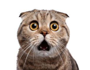 A surprised cat with big eyes showcasing a range of emotions.