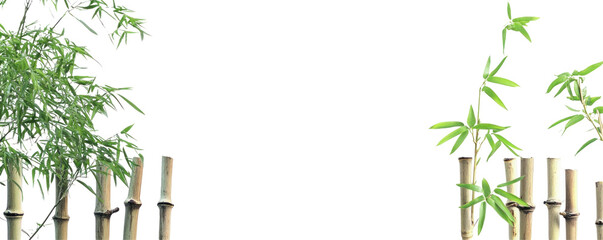 bamboo edging on border line bamboo branch view isolated on transparent background