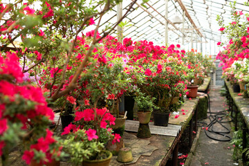 Blossoming colorful azaleas flowers in pots in orangery. Wooden shelf with Various flowers and plants in a greenhouse. Horticulture, hobby, care plant, gardening. Interior design greenhouse orangery	
