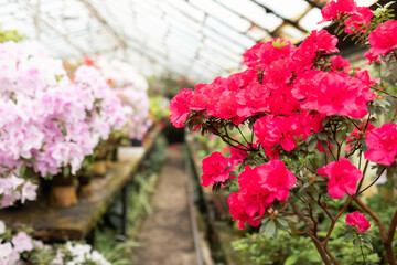 Closeup macro bloom Azalea flowers with a red color. Blossoming colorful azaleas flowers in pots in orangery. Horticulture, hobby, care plant, gardening. Indian Azalea (Rhododendron simsii) petals	
