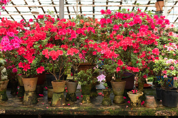 Wooden shelf with Various flowers and plants in a greenhouse. Horticulture, hobby, care plant, gardening. Interior design greenhouse orangery. Blossoming colorful azaleas flowers in pots in orangery.	
