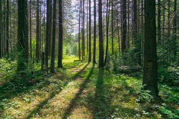Forest closeup, beautiful summer landscape, sunlight shines through branches, trees with shadows travel destination scenic.
