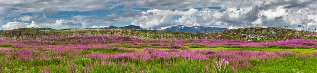 Weideröschen im Abisko Nationalpark in Schweden