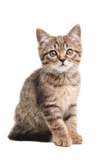 Cute tabby kitten sitting with wide eyes, perked ears, and fluffy striped fur. The calm posture and delicate whiskers convey curiosity and innocence