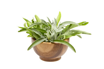 A rustic wooden bowl filled with vibrant green sage leaves, showcasing soft textures and natural elegance. Ideal for culinary and herbal themes