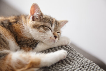 A small calico kitten with white, brown, and black fur sleeps peacefully on a soft gray knitted blanket, its head resting on its paws in a cozy, serene position
